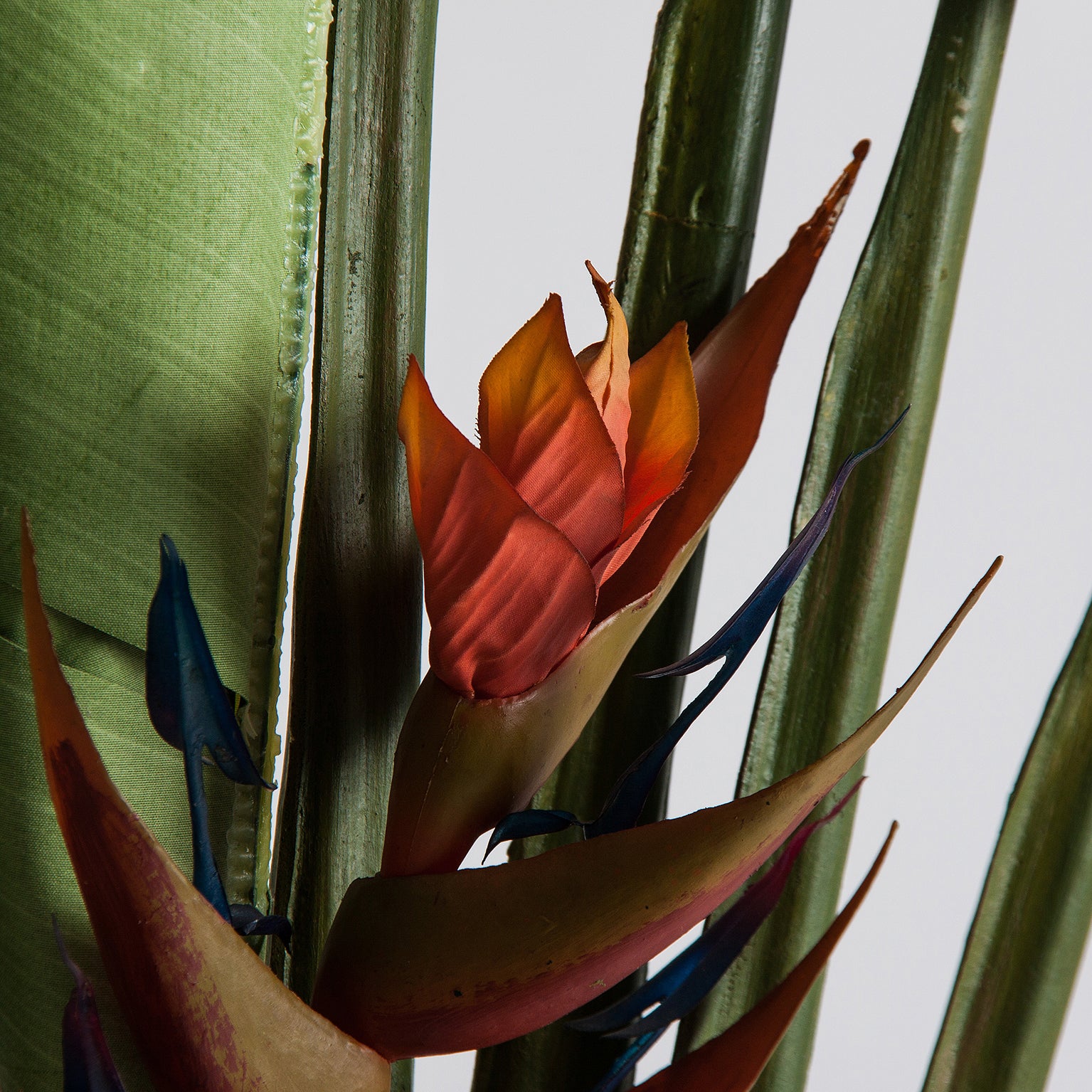 PARADISE PLANT